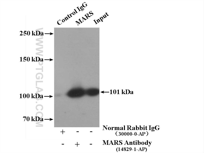 Immunoprecipitation (IP) experiment of HepG2 cells using MARS Polyclonal antibody (14829-1-AP)