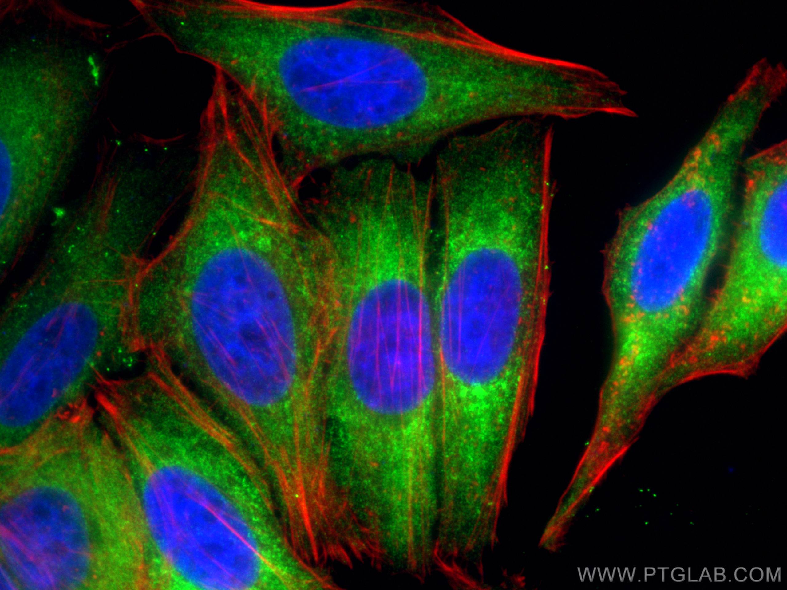 Immunofluorescence (IF) / fluorescent staining of HepG2 cells using MARS Monoclonal antibody (67739-1-Ig)