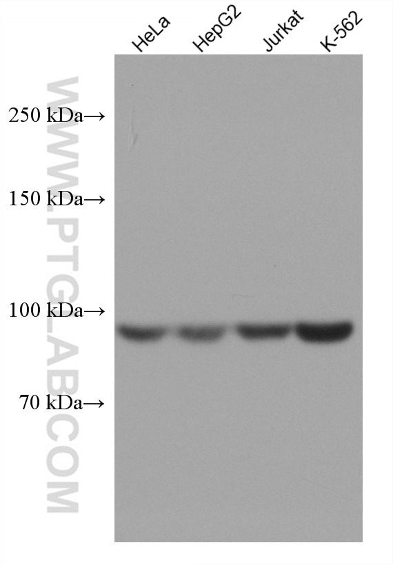 Western Blot (WB) analysis of various lysates using MARS Monoclonal antibody (67739-1-Ig)