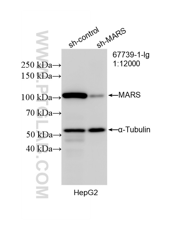 Western Blot (WB) analysis of HepG2 cells using MARS Monoclonal antibody (67739-1-Ig)