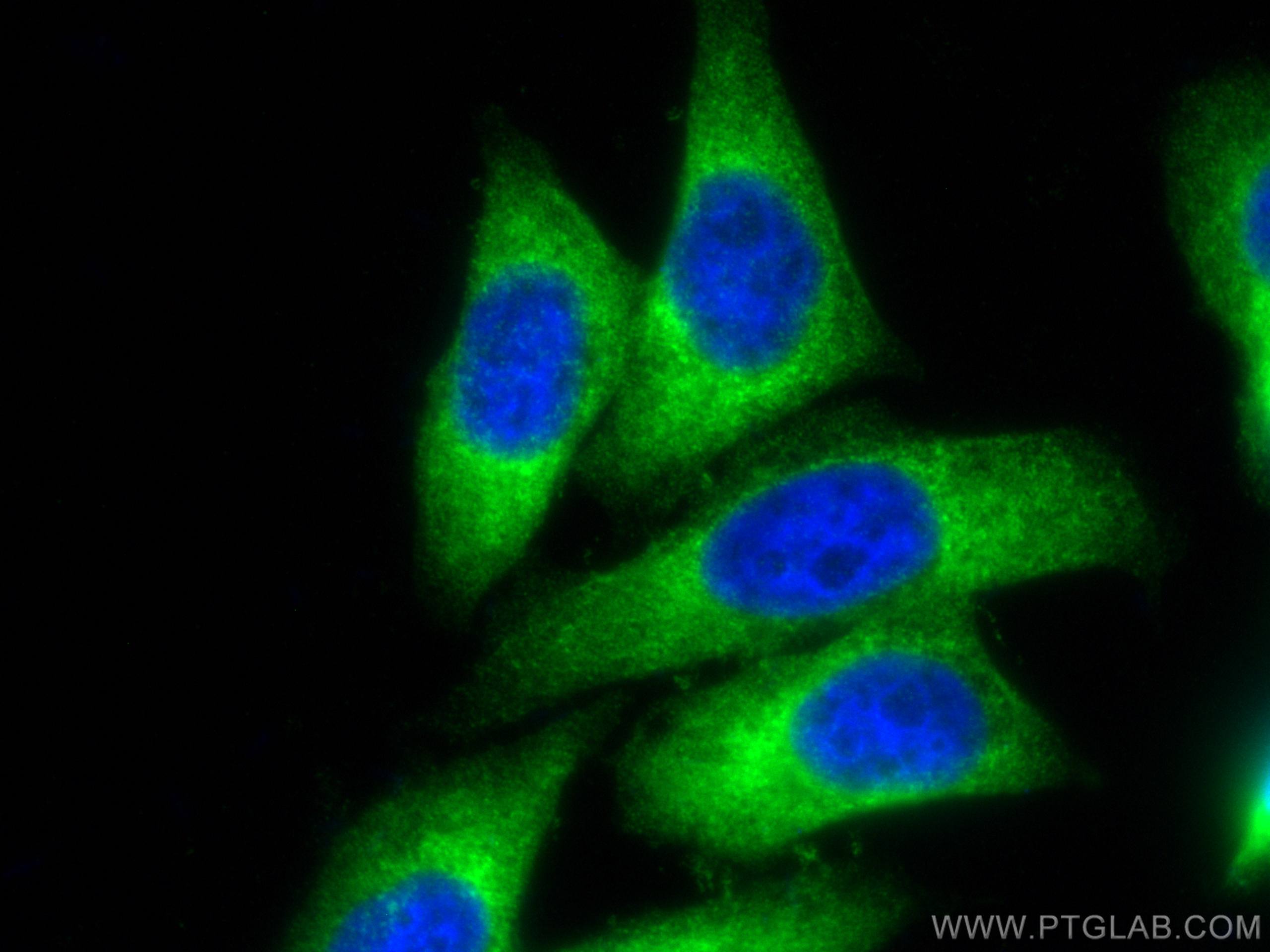 Immunofluorescence (IF) / fluorescent staining of HepG2 cells using CoraLite® Plus 488-conjugated MARS Monoclonal anti (CL488-67739)