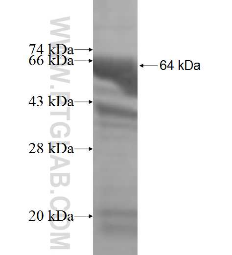 MARS fusion protein Ag6619 SDS-PAGE
