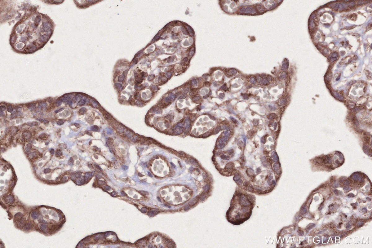 Immunohistochemistry (IHC) staining of human placenta tissue using MARVELD2 Polyclonal antibody (13515-1-AP)