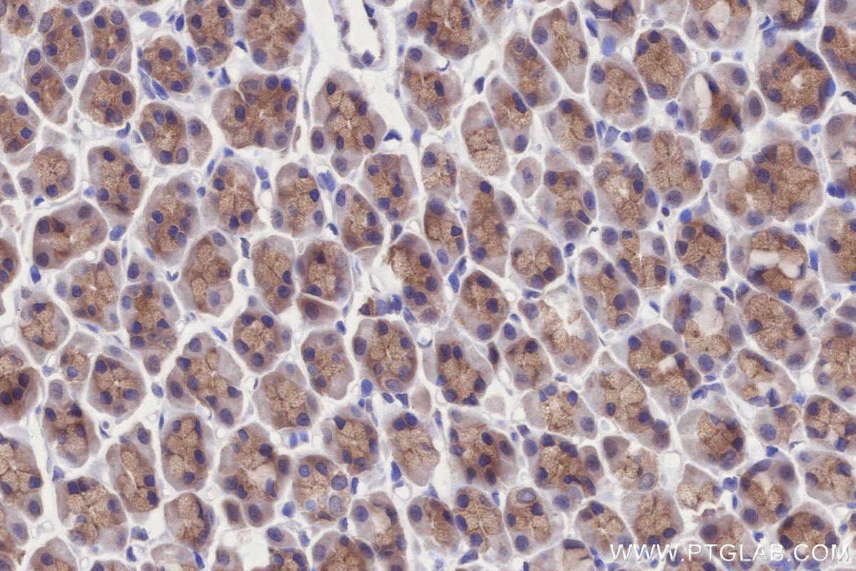 Immunohistochemistry (IHC) staining of rat stomach tissue using MARVELD2 Polyclonal antibody (13515-1-AP)