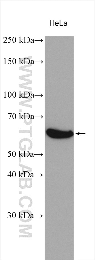 Western Blot (WB) analysis of various lysates using MARVELD2 Polyclonal antibody (13515-1-AP)