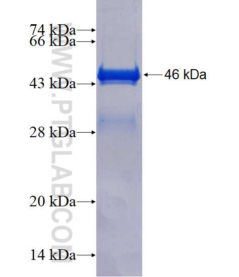 MARVELD2 fusion protein Ag4446 SDS-PAGE