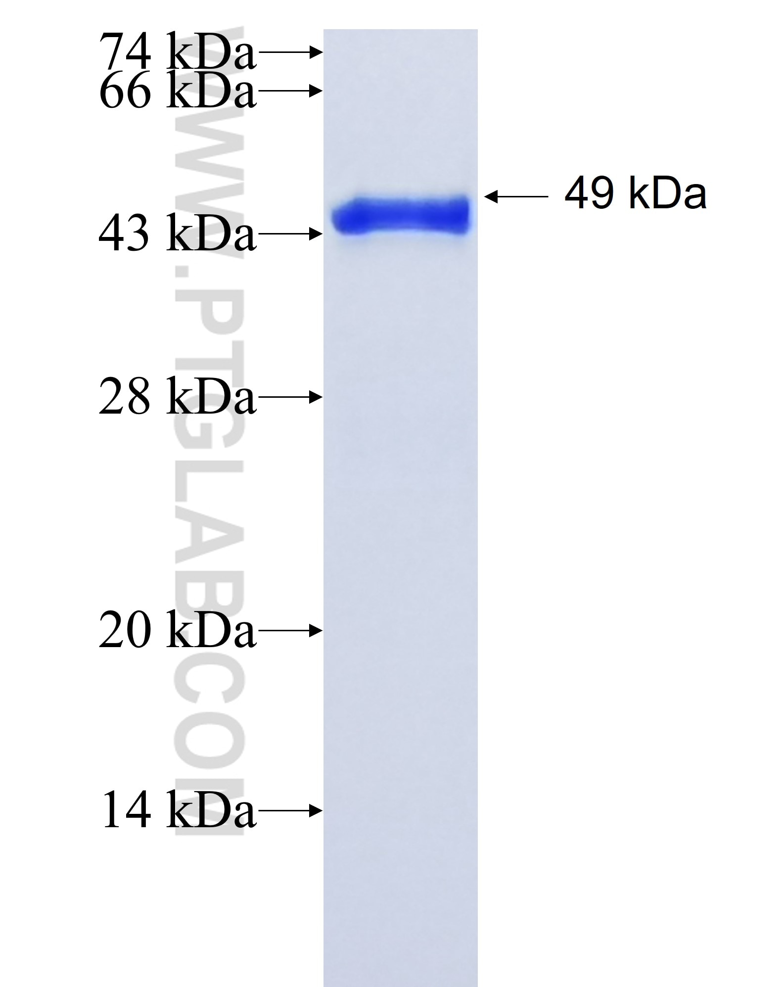 MARVELD2 fusion protein Ag4446 SDS-PAGE