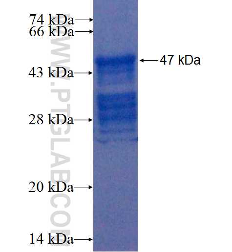 MARVELD3 fusion protein Ag22492 SDS-PAGE