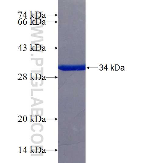 MARVELD3 fusion protein Ag22529 SDS-PAGE