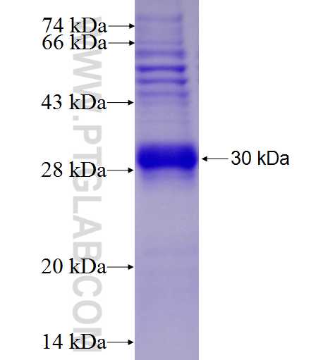 MAS1 fusion protein Ag27600 SDS-PAGE