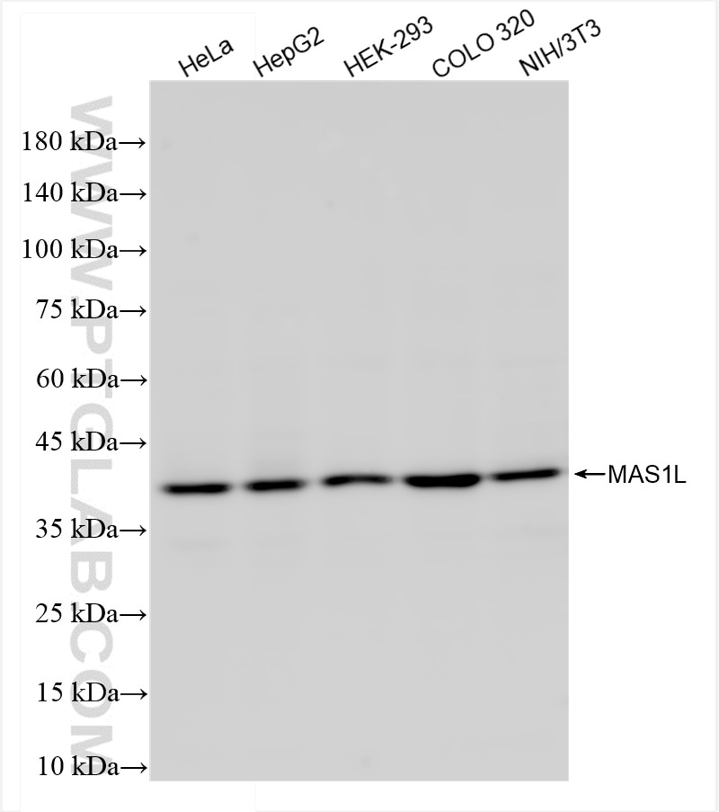 Western Blot (WB) analysis of various lysates using MAS1L Recombinant antibody (85003-1-RR)