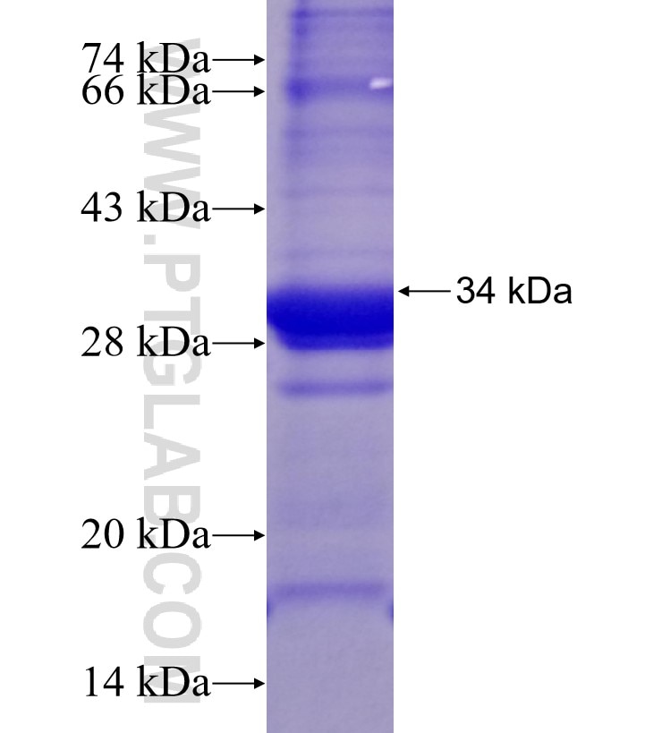 MAS1L fusion protein Ag15337 SDS-PAGE