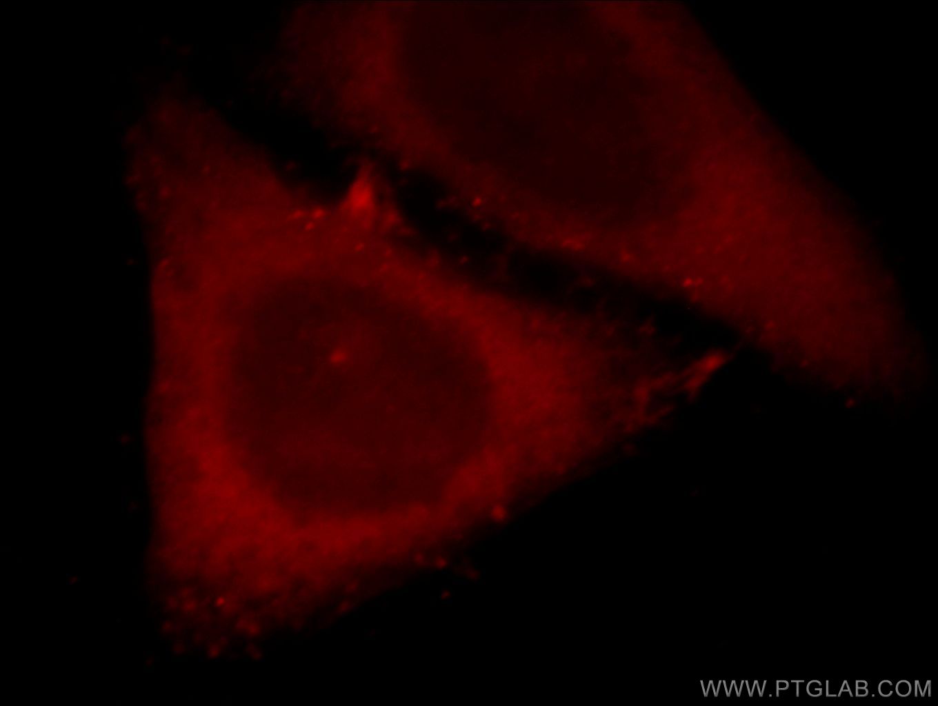 Immunofluorescence (IF) / fluorescent staining of HepG2 cells using MAS1L Polyclonal antibody (20080-1-AP)