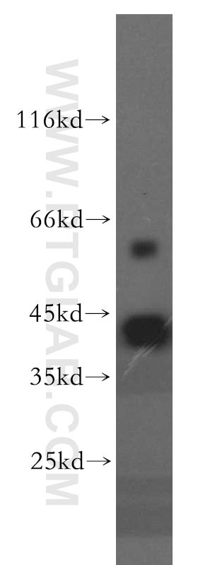 Western Blot (WB) analysis of HepG2 cells using MAS1L-Specific Polyclonal antibody (20080-1-AP)