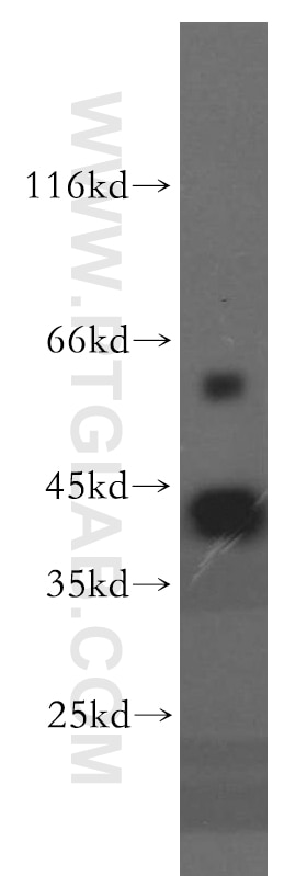 Western Blot (WB) analysis of HepG2 cells using MAS1L-Specific Polyclonal antibody (20080-1-AP)