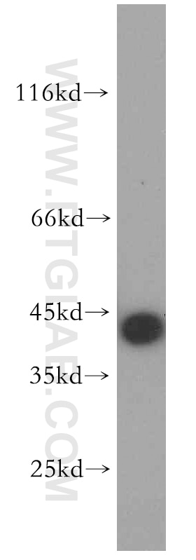 Western Blot (WB) analysis of HEK-293 cells using MAS1L-Specific Polyclonal antibody (20080-1-AP)