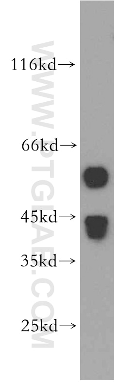 Western Blot (WB) analysis of COLO 320 cells using MAS1L-Specific Polyclonal antibody (20080-1-AP)
