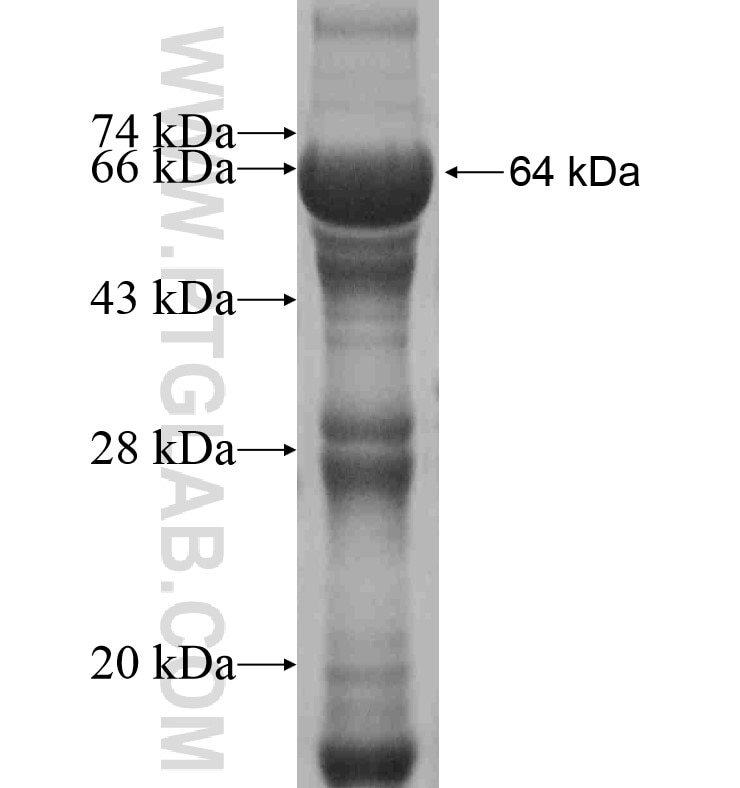 MASP1 fusion protein Ag16432 SDS-PAGE