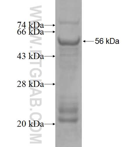 MAST1 fusion protein Ag4126 SDS-PAGE