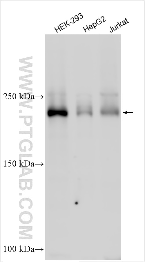WB analysis using 33335-1-AP (same clone as 33335-1-PBS) Western Blot (WB) analysis of various lysates using MAST2 Polyclonal antibody (33335-1-AP)