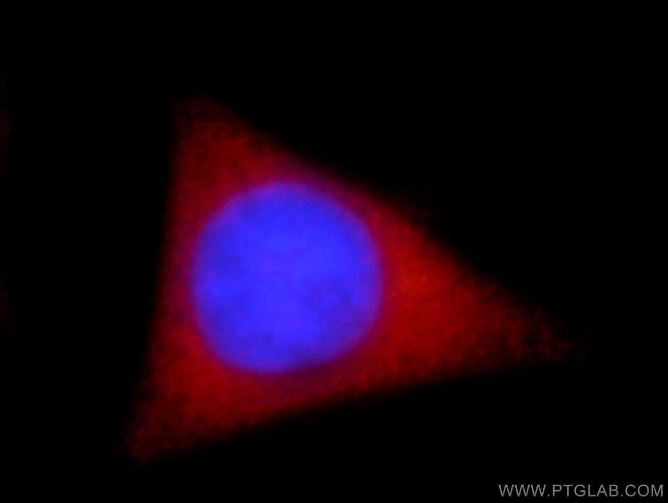 Immunofluorescence (IF) / fluorescent staining of HepG2 cells using MAST3 Polyclonal antibody (19507-1-AP)