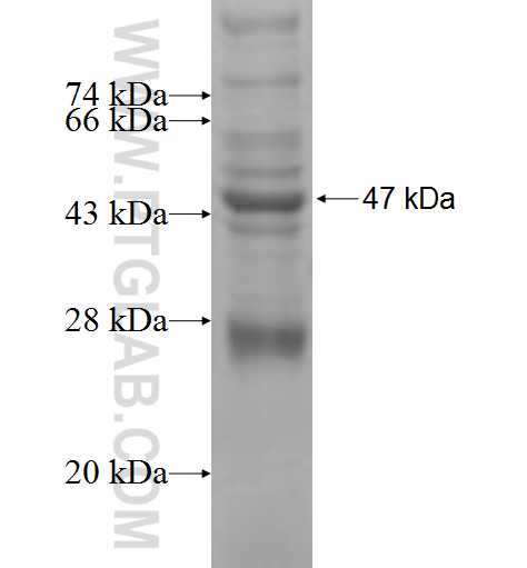 MASTL fusion protein Ag9397 SDS-PAGE