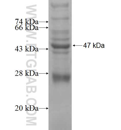 MASTL fusion protein Ag9397 SDS-PAGE