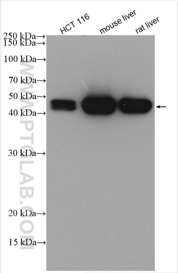 Western Blot (WB) analysis of various lysates using MAT1A/MAT2A Polyclonal antibody (12395-1-AP)