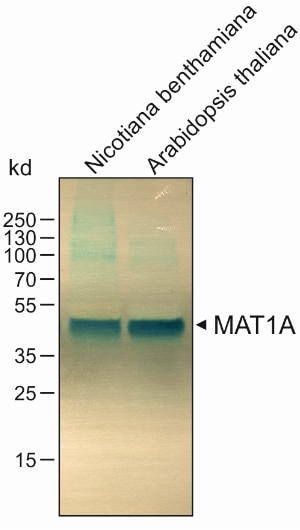 Western Blot (WB) analysis of arabidopsis whole plant tissue using MAT1A/MAT2A Polyclonal antibody (12395-1-AP)