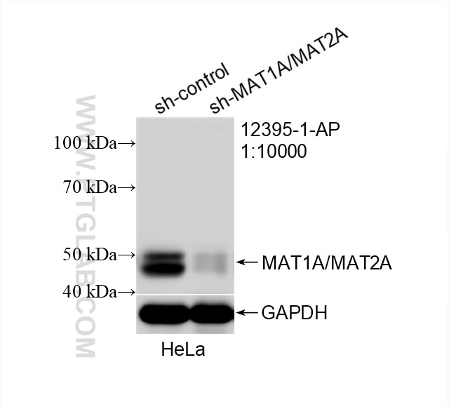 Western Blot (WB) analysis of HeLa cells using MAT1A/MAT2A Polyclonal antibody (12395-1-AP)