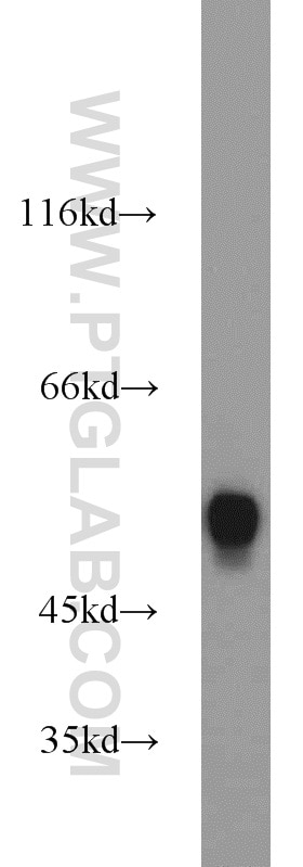 Western Blot (WB) analysis of mouse liver tissue using MAT1A/MAT2A Polyclonal antibody (12395-1-AP)