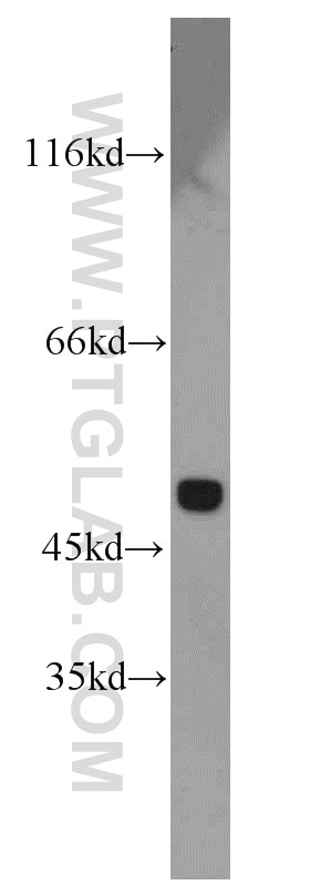 Western Blot (WB) analysis of HepG2 cells using MAT1A/MAT2A Polyclonal antibody (12395-1-AP)