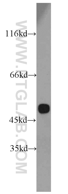 Western Blot (WB) analysis of HepG2 cells using MAT1A/MAT2A Polyclonal antibody (12395-1-AP)