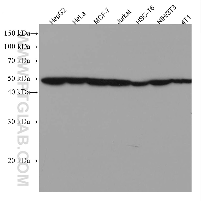 Western Blot (WB) analysis of various lysates using MAT1A Monoclonal antibody (67408-1-Ig)
