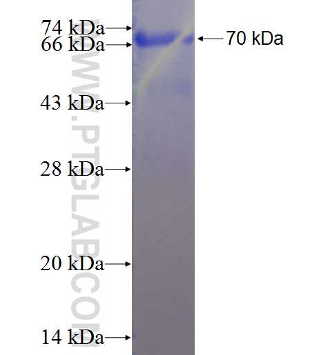 MAT1A fusion protein Ag3076 SDS-PAGE