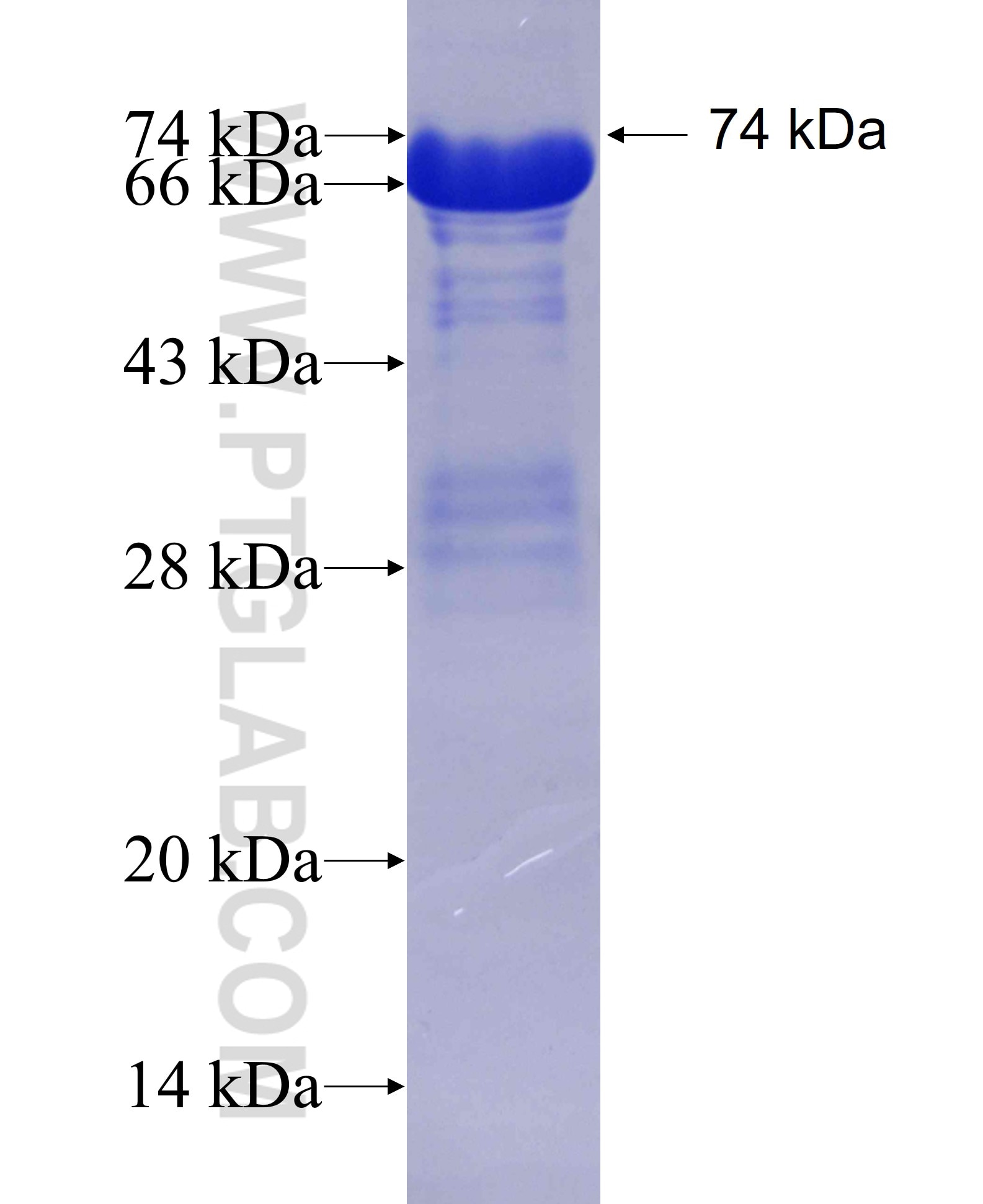 MAT1A fusion protein Ag3076 SDS-PAGE