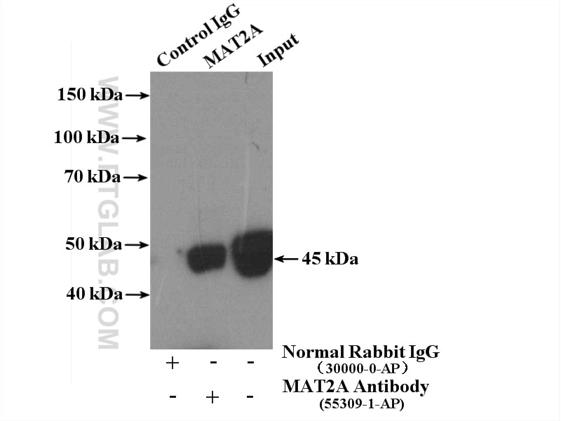 Immunoprecipitation (IP) experiment of HepG2 cells using MAT2A Polyclonal antibody (55309-1-AP)