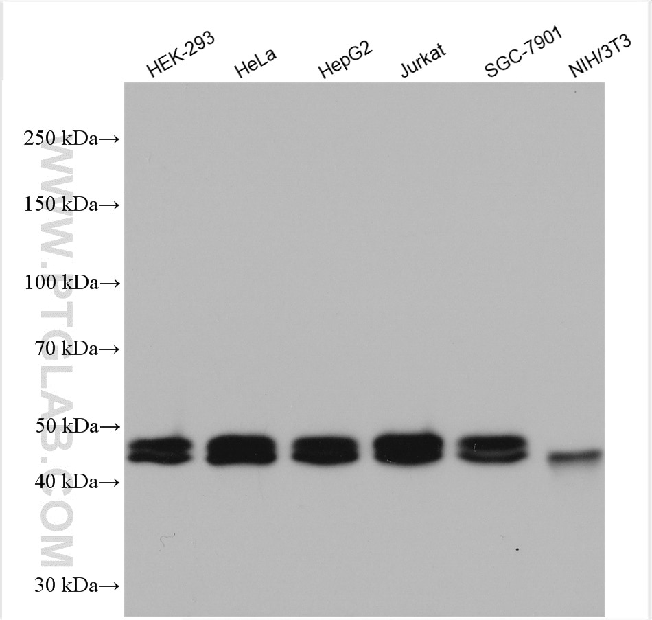 Western Blot (WB) analysis of various lysates using MAT2A Polyclonal antibody (55309-1-AP)