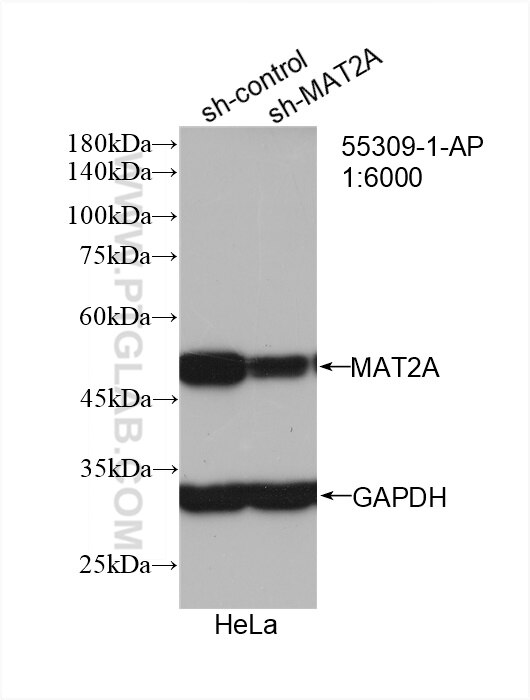Western Blot (WB) analysis of HeLa cells using MAT2A Polyclonal antibody (55309-1-AP)