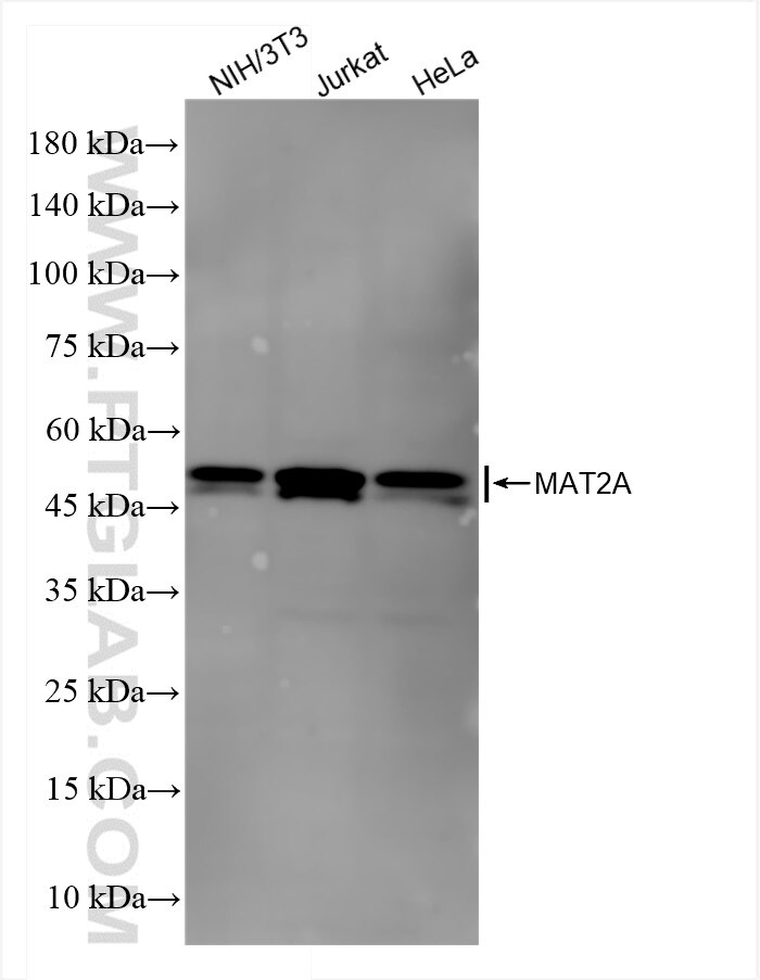 Western Blot (WB) analysis of various lysates using MAT2A Recombinant antibody (84698-1-RR)