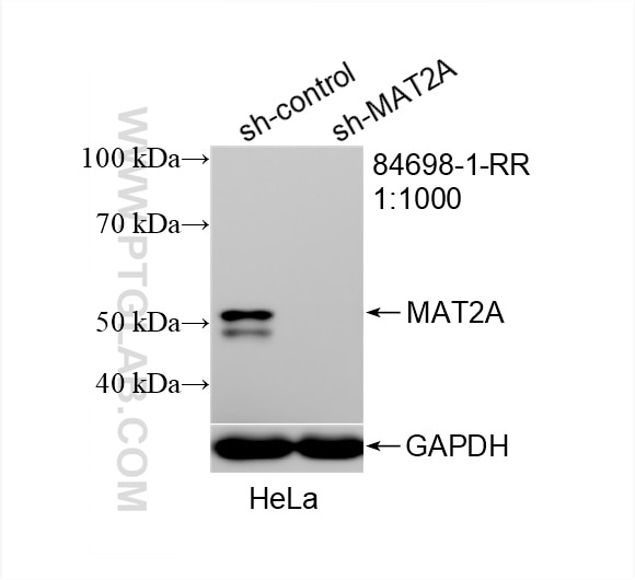 Western Blot (WB) analysis of HeLa cells using MAT2A Recombinant antibody (84698-1-RR)