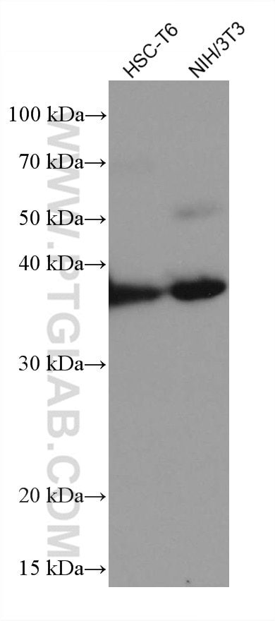 Western Blot (WB) analysis of various lysates using MAT2B Monoclonal antibody (67643-1-Ig)