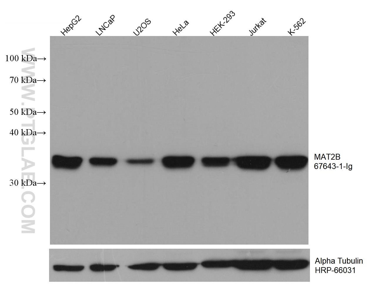 Western Blot (WB) analysis of various lysates using MAT2B Monoclonal antibody (67643-1-Ig)