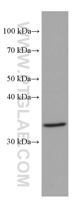 Western Blot (WB) analysis of NIH/3T3 cells using MAT2B Monoclonal antibody (67643-1-Ig)