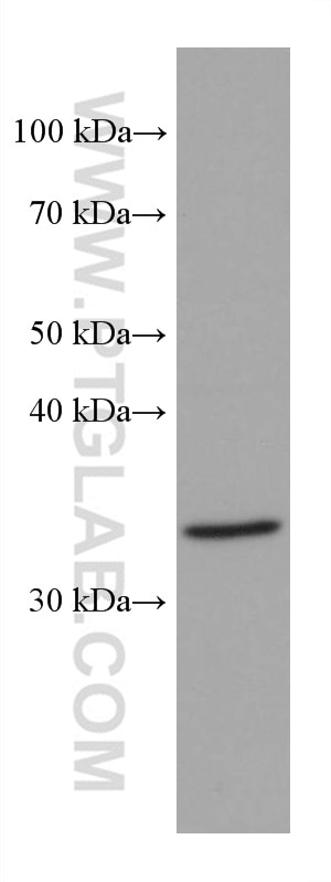 WB analysis of NIH/3T3 using 67643-1-Ig