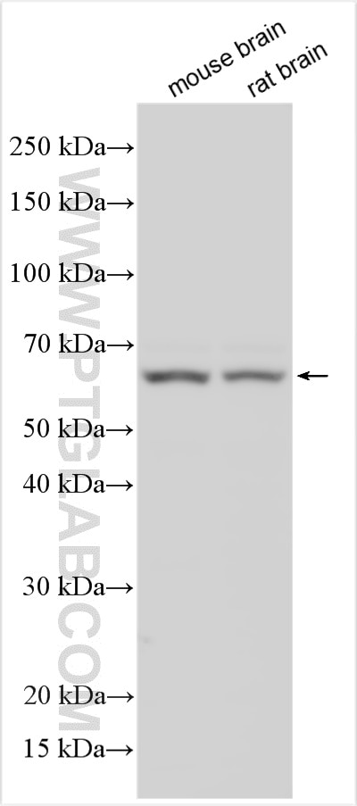 WB analysis using 24771-1-AP