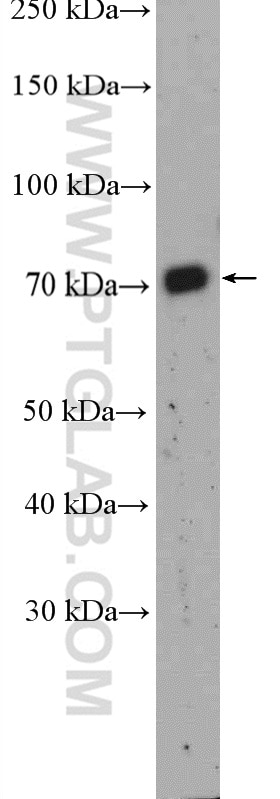 Western Blot (WB) analysis of MDCK cells using MATE 2 Polyclonal antibody (26873-1-AP)