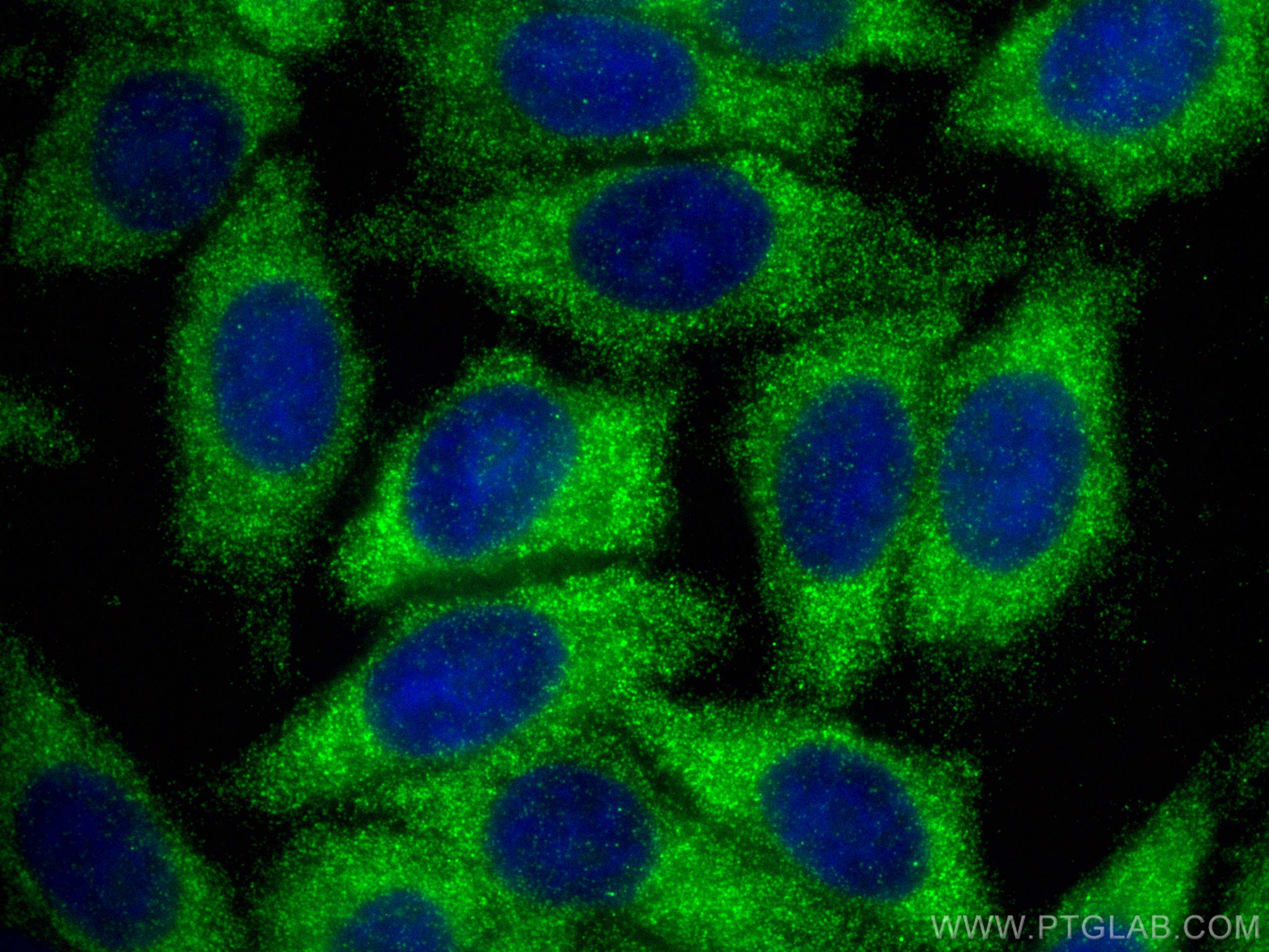 Immunofluorescence (IF) / fluorescent staining of HepG2 cells using MATK Polyclonal antibody (10082-2-AP)