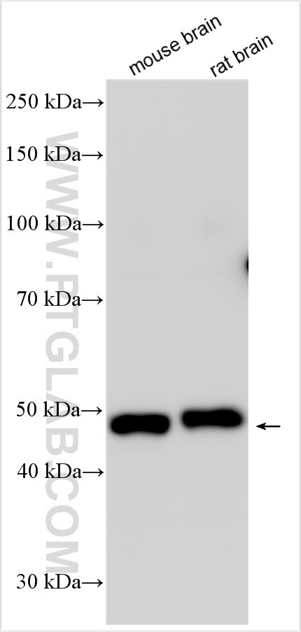 Western Blot (WB) analysis of various lysates using MATK Polyclonal antibody (31719-1-AP)