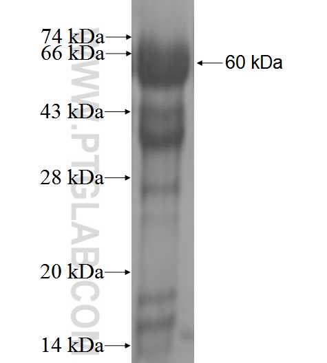 MATK fusion protein Ag0128 SDS-PAGE